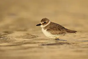 Wilson's Plover (Charadrius wilsonia)