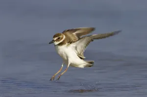 Wilson's Plover (Charadrius wilsonia) adult