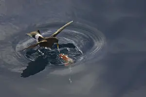 Wilson's wilson's storm petrel (Oceanites oceanicus) adult