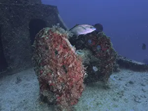 Category Coral Reefs DE Prints: Winch on the wreck of the USS Spiegel Grove
