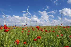 Wind farm, field with flower strips