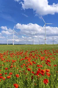 Wind farm, field with flower strips