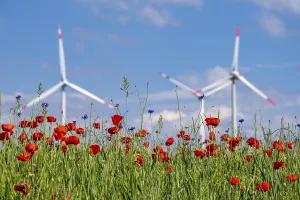 Wind farm, field with flower strips