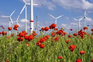 Wind farm, field with flower strips