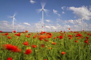 Wind farm, field with flower strips