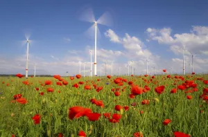 Wind farm, field with flower strips