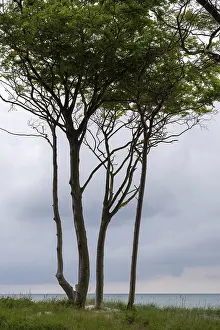 Wind-sculpted trees by the Baltic Sea