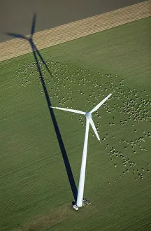 Wind turbine in a field, flock of sheep
