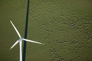 Wind turbine in a field, flock of sheep