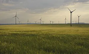 Wind turbines in a wheat field