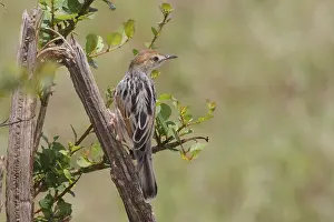 Winding Cisticola (Cisticola marginatus)
