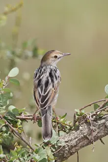 Winding Cisticola (Cisticola marginatus)