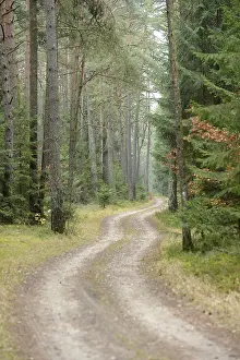 A winding dirt path through a serene