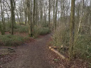 A winding forest path, surrounded by trees and autumn leaves