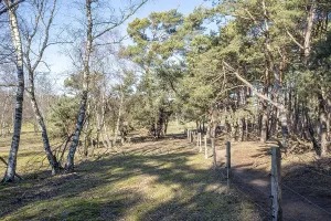 Winding forest path with trees casting shadows on the sunny ground