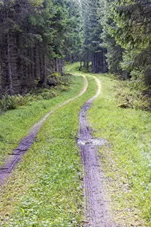 Winding forest road in a spruce forest with muddy tire tracks Sweden