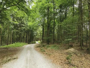 A winding forest trail, lined with thick trees and fresh greenery