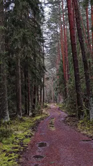 A winding path meanders through a pine forest (pinus)