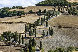 Winding road with cypress trees (Cupressus) leads through ploughed fields