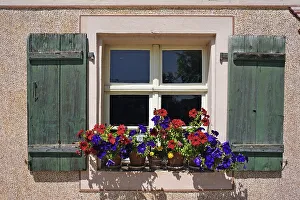 Window with flowering geraniums (Pelargonium) on a hop farmhouse