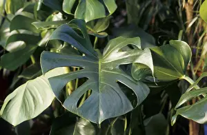 Window leaf (Monstera deliciosa)