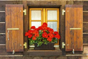 Window with wooden shutters decorated with geraniums (Pelargonium)