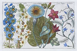 Winds (Convolvulus) and Larkspurs (Consolida)