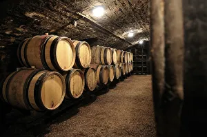 Wine barrels in a cellar, Cote d'Or