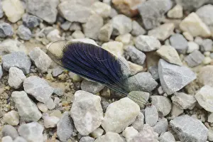 Wing of a Banded demoiselle (Calopteryx splendens)