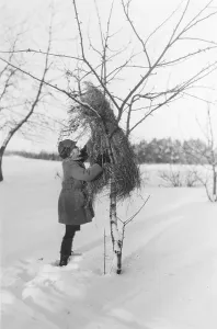 Winter in the 1940s. A girl is feeding the birds and puts a sheaf of oats in a tree