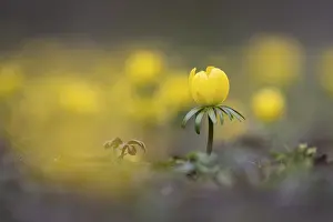 Winter aconite (Eranthis hyemalis) in bloom