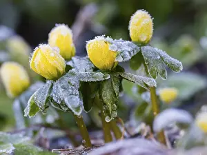 Winter Aconite (Erauthis hyemalis)