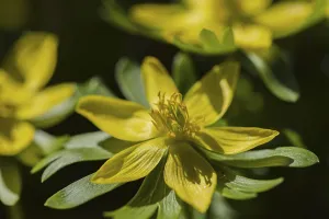 Winter aconites (Eranthis hyemalis)