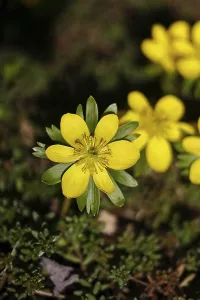 Winter aconites (Eranthis hyemalis)