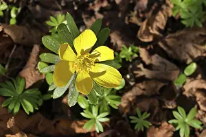 Winter aconites (Eranthis hyemalis)