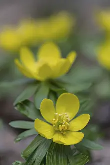 Winter aconites (Eranthis hyemalis)