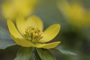 Winter aconites (Eranthis hyemalis)