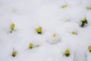 Winter aconites in the snow, Winter, Germany