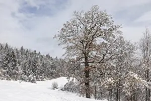 Winter atmosphere on the edge of the forest