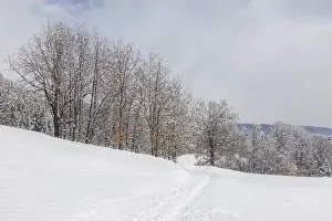 Winter atmosphere on the edge of the forest