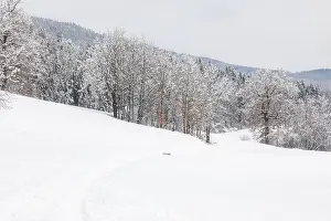 Winter atmosphere on the edge of the forest