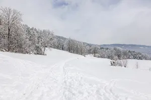 Winter atmosphere on the edge of the forest
