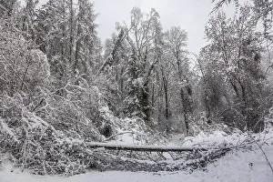 Winter atmosphere in the forest