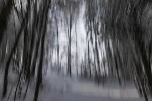 Winter atmosphere in the winter forest