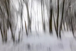 Winter atmosphere in the winter forest