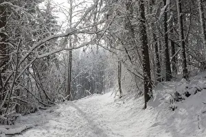 Winter atmosphere in the winter forest