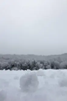 Winter background. Winter forest frozen trees