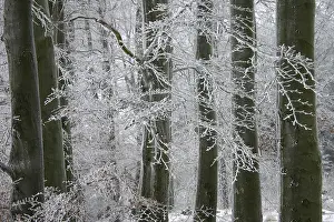 Winter in a beech forest