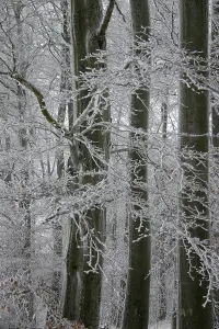 Winter in a beech forest