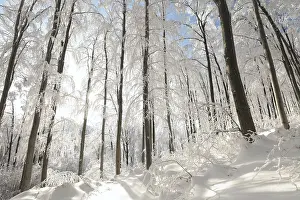 Winter beech forest covered with fresh snow